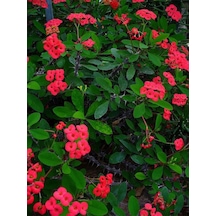 Videolu Kırmızı Milli Dikenler Tacı Çiçeği 1 Adet Saksılı 15-25cm Bahçe-salon Bitkisi Euphorbia