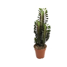 Euphorbia Trigona 'Rubra' (Süt Ağacı) Ø12 CM Y30-35 CM