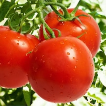 Expres Tohumculuk Falcon Domates Tohumu 300 Adet Tohum