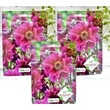 Dahlia Çiçek Tohumu 1 Paket 30 Adet Renkli Çiçek Tohumu N115270