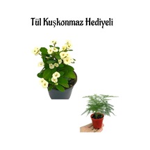 Öğretmenler Gününe Özel Beyaz Renk Milli Dikenler Tacı Çiçeği Tül Kuşkonmaz Hediyeli