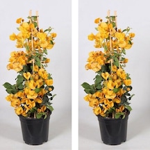 2 Adet Sarı Renk Begonvil Çiçeği 30-40 Cm Saksılı Çiçekli Bodur Bitkiler "bougainvillea"