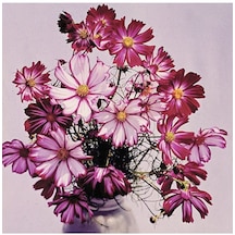 Cosmos Bipinnatus 'candystripe' Çiçek Tohumu