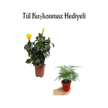 Anneler Gününe Özel Sarı Renk Japon Gülü Çiçeği Tül Kuşkonmaz Hediyeli