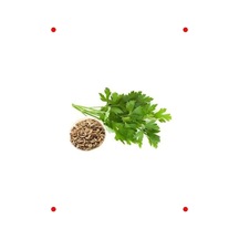 İri Yapraklı Maydanoz Tohumu - 10 Gram