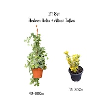 Beyaz Alacalı Hedera Helix Duvar Sarmaşığı+altuni Taflan 2'li Bahçe Seti