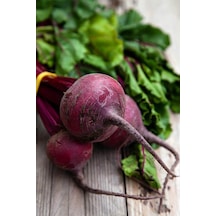 Yakut Kırmızı Pancar Tohumu Atalık Beet Ruby Queen Beta Vulgaris