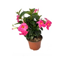 Pembe Çiçekli Mandevilla 30 60 Cm Sandavilla Saksılı Tırmanıcı, Dış Mekan Sarmaşık