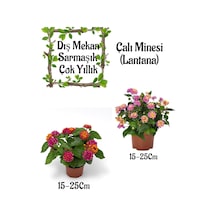 Fuşya Sarı Çalı Minesi 1 Adet+ Pembe Çalı Minesi 1 Adet Saksılı Bahçe Seti