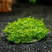 Mini Pellia Yeni Sarım Canlı Bitki 5x5 Cm