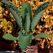 Aşkın Gözyaşı Çiçeği Mini Kalanchoe Daigremontiana Fidanı 10-20 Cm