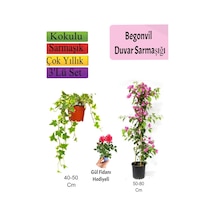 Amerikan Duvar Sarmaşığı+ Pembe Begonvil+ Gül Fidanı Hediyeli