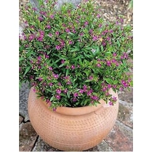 Serada Decor Plant Kufeya Cennet Çiçeği Mor - Cuphea Hyssopifolia 20-30cm İç Mekan Bitkileri