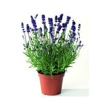 Su Yeşili Lavanta Çiçeği Fidanı 10-20 Cm