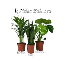 İç Mekan Salon Seti Şamador 15-25cm -yeşil Kılıç 20-40cm -deve Tabanı 40-60cm