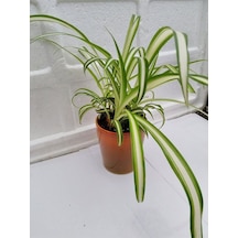 Kurdele Çiçeği Chlorophytum Comosum 20-40cm 14cm. Saksıda