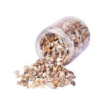 Suntek 1 Kutu Çok Çeşitli Doğal Kabuklu Kabukları Plaj Deniz