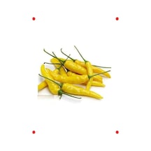 Sarı Süs Biberi Tohumu - Bahçenizde Renkli Güzellik