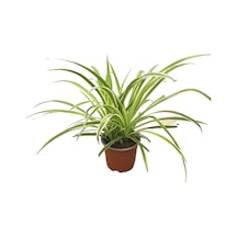 Chlorophytum Comosum 'ocean' Kurdele Çiçeği Ø12 Cm Y20-25 Cm