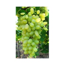 Çekirdeksiz Yeşil-sarı Üzüm Fidanı 10-20 Cm