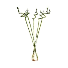 Lucky Bamboo (Şans Bambusu) (1 Adet)