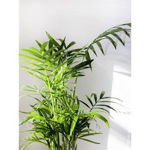 Videolu Areka Palmiyesi 1 Adet Saksılı 100-120cm Ev Ofis Dekoratif Canlı Bitki Dypsis Lucentes