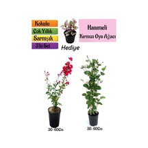 Kırmızı Oya Ağacı+kokulu Hanıme Çiçeği+telgraf Çiçeği 3'lü Peyzaj Seti