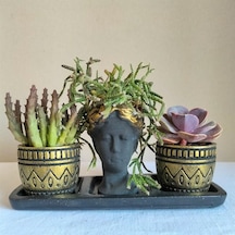 Echeveria & Huernia & Rhipsalis 3'lü Sukulent Seti | Helen Siyah & Gold Seri