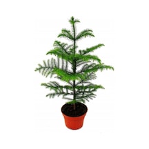Salon Çamı Arokarya Araucaria 60-80 Cm Ev Bitkisi Ofis Bitkisi Salon Bitkisi