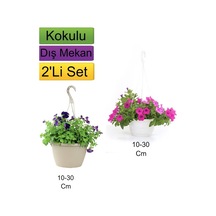2'li Set Mor+ Pembe Renkli Petunya Çiçeği