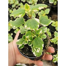 Uzayan Tür Kokulu Benjamin Çiçeği 1 Adet Saksılı Mini Boy 10-15cm