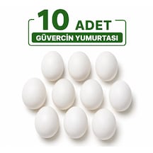 Güvercin Sahte Yumurta 10 Adet