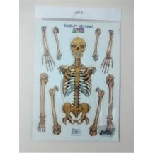 Iskelet Sistemi 3D Karton Proje Ödev Maketi