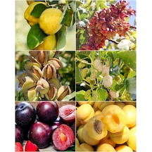 6 Çeşit Meyve Fidanı Ayva , Fıstık , Badem , Dut , Kı.Erik Kayısı