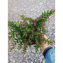 Kufeya Cennet Çiçeği Mor - Cuphea Hyssopifolia 20-30cm Çiçekli Bodur Bitki