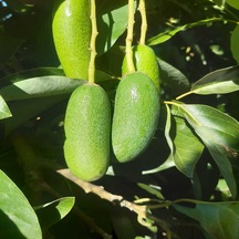 Bebek Avokado 5 KG