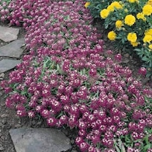 Alyssum Bordo ÇiçekliKokulu Çiçekler500+ Tohum N113795