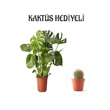 Parlak Geniş Yapraklı Deve Tabanı Bitkisi Sevgililer Gününe Özel Kaktüs Hediyeli