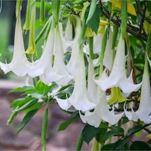 20 Adet Tohum Nadir Beyaz Angel Trumpet Çiçeği Organik Balkon Çiçeği Tohumu