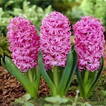 Pembe Pink Pearl Sümbül Soğanı 3 Adet