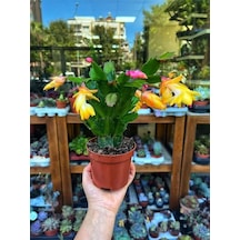 Videolu Sarı Yılbaşı Çiçeği Fidanı 1 Adet Saksılı 10-20cm Iç Mekan Salon Ev Bitkisi Rhipsalidopsis