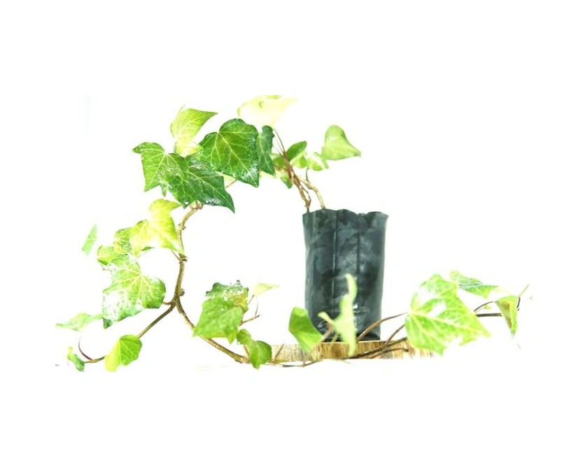 Kaya Sarmaşığı Fidanı Yeşil 10-20 Cm