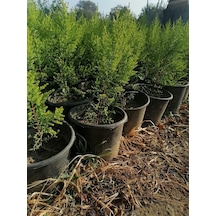 Serada Decor Plant Limon Selvi Çam 10 Adet Kokulu Cupressus Macrocarpa Goldcrest Saksılı 40-50 Cm