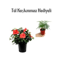 Öğretmenler Gününe Özel Kırmızı Renk Japon Gülü Çiçeği Tül Kuşkonmaz Hediyeli