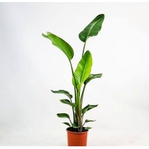 Thebestonline Strelitzia Starliçe 80-110 Cm Boyunda Tek Gövdeli Salon Bitkisi Iç Mekan Bitkisi