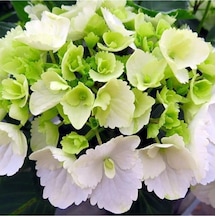 Beyaz Ortanca Fidanı Hydrangea Mocnophylla 10-20 Cm