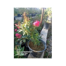 Buddleja Davidii Kelebek Çalısı, Butterfly Candy Little, Kırmızı Çok Renkli
