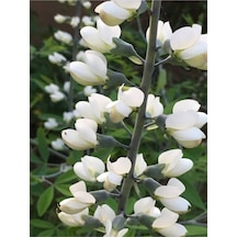10 Adet White Wild Indigo Tohumu