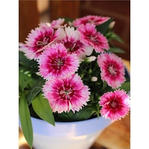 Pembe Renk Hüsnüyusuf Çiçeği Fidanı 1 Adet 20-30 Cm Tüplü Çiçekli Bodur Pink Sweet William