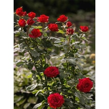 Videolu Yediveren Yoğun Kokulu Kırmızı Renkli 30 50cm 1 Adet Aşılı Gül Red Rose